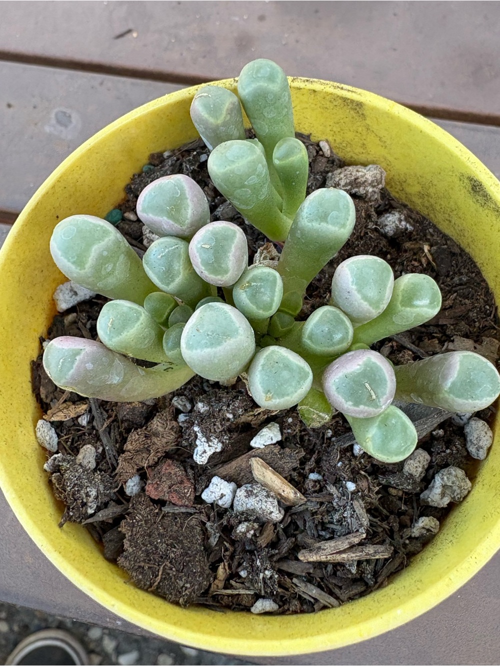 Small Green Succulent Plant in Yellow Pot Baby Toes